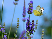 Large white butterfly (Pieris brassicae) feeding on lavender flowers in garden setting.