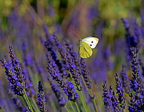Large white butterfly (Pieris brassicae) feeding on lavender flowers in garden setting. England, UK. July.