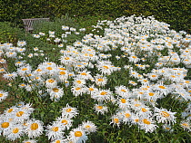 Shapcott Shasta daisies (Leucanthemum) &#39;Shapcott gossamer&#39; growing in garden border.