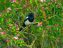 Magpie (Pica pica) perched in Apple tree (Malus sp) Titchwell, Norfolk, England, UK. May.