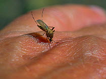 Mosquito (Culiseta / Theobaldia annulata) sucking blood from human hand.