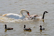 Mute swan (Cygnus olor) attacking Canada goose (Branta canadensis) watched by Coots (Fulica atra) Fleet lagoon, Dorset, England, UK, June.