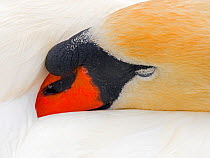 Mute swan (Cygnus olor) adult male sleeping, England, UK. June.