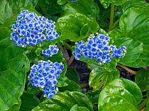 Chatham Island forget-me-not (Myosotidium hortensia) cultivated plant native to New Zealand.
