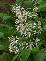 New Zealand rock lily or maikaika (Arthropodium cirratum) cultivated plant.