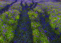 Oak tree (Quercus robur) shadow on Bluebells (Hyacinthoides non-scripta) England, UK, May.