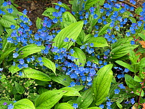 Navelwort (Omphalodes) &#39;Cherry Ingram&#39; cultivated plant in flower.