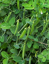 Peas (Pisum sativum) &#39;Kelvedon Wonder&#39; growing in vegetable garden.