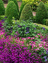 Pink Petunia and bedding plants in containers in garden, England, UK. July