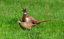 Common pheasant (Phasianus colchicus) male and female in spring, England, UK, May.