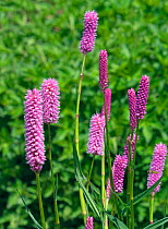 Red bistort (Persicaria) &#39;Hohe Tatra&#39; cultivated plant.