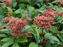 Rodgersia &#39;Kuppermond&#39; cultivated plant.