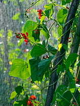 Red runner bean flowers &#39;Scarlet Emperor&#39; in rain shower in vegetable garden.