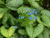 Siberian bugloss (Brunnera macrophylla) &#39;Blue ice&#39;, cultivated plant.