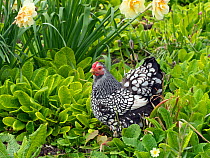 Silver-laced Wyandotte hen, free range in garden