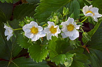 Strawberry &#39;Flamenco&#39; flowers in spring. Cultivated plant.
