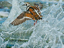Turnstone (Arenaria interpres) in summer plumage, on Norfolk shoreline in breaking wave, England, UK, May.