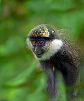 White-throated guenon (Cercopithecus erythrogaster) captive, occurs in Nigeria and Benin. Foliage digitally added.