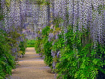 Wisteria growing over arch in flower, Houghton Hall garden, Norfolk, England, UK, May.