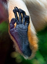 Yellow-cheeked gibbon (Nomascus gabriellae) female, close up of foot against glass. Captive, occurs in Vietnam, Laos, and Cambodia