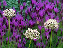 Allium &#39;Silverspring&#39; in garden.