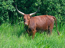 Ankole cattle (Bos taurus taurus) African domesticated cattle breed