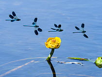 Banded Demoiselle (Calopteryx splendens) flight sequence over Yellow water lily (Nuphar lutea) River Wensum, Norfolk, England, UK, July. Digital composite.