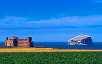Tantallon Castle, East Lothian, on the Firth of Forth, with Bass Rock and the Gannet (Morus bassanus) colony, in distance, UK, July 2018.
