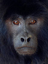 Black howler (Alouatta caraya) captive, occurs in South America.