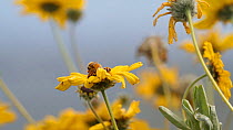 Honey bee (Apis mellifera) gathering pollen from a California brittlebrush (Encelia californica), Bolsa Chica Ecological Reserve, California, USA, March.