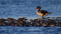Red-breasted merganser (Mergus serrator) preening on a sandbar, with Western sandpipers (Calidris mauri) feeding in the foreground, Bolsa Chica Ecological Reserve, California, USA, April.
