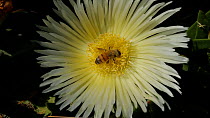 Honey bee (Apis mellifera) gathering pollen from a Sea fig (Carpobrotus chilensis), Southern California, USA, April.