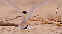 Male California Least Tern (Sternula antillarum browni) courting a female, presenting a fish before chasing off another male, Huntington Beach, California, USA, May.