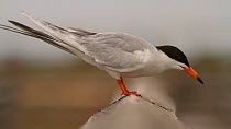 Forster's tern (Sterna forsteri) diving for a fish from a railing, Bolsa Chica Ecological Reserve, California, USA, June.