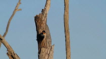 Tree swallow (Tachycineta bicolor) feeding chicks, Bolsa Chica Ecological Reserve, California, USA, June.