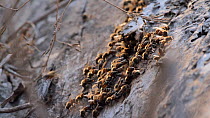 Honey bees (Apis mellifera) gathering at the entrance to their nest in a hollowed log, Bolsa Chica Ecological Reserve, California, USA, September.
