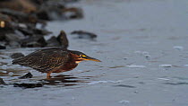 Green heron (Butorides virescens) stalking and catching a Topsmelt silverside (Atherinops affinis) on the edge of a tidal flat, Bolsa Chica Ecological Reserve, California, USA, September.