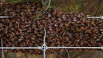 Honey bees (Apis mellifera) swarming on a fence, Southern California, USA, December.