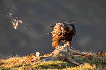 Golden eagle (Aquila chrysaetos) adult feeding on Roe deer (Capreolus capreolus) carcass, Isle of Skye, Scotland, UK, February. Highly commended in the British Wildlife Photography Awards (BWPA) Compe...