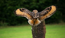 Eurasian eagle owl (Bubo bubo) landing on post, captive, falconry bird.