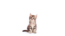Timelapse of silver tabby Maine Coon cat growing from kitten to adult over a period of 10 months. Images taken about 2 or 3 days apart to begin with, increasing to 10 to 15 days by the end. Morphing s...