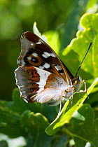 Purple emperor butterfly (Apatura iris ) male on Oak leaf. Knepp Wildland Project, formerly intensive farmland now turned to conservation and sustainable farming. Horsham, West Sussex. England, UK. Ju...