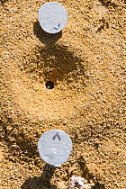 Sweat bee (Halictidae) nest hole marked with nails by scientific researchers. Knepp Wildland Project, formerly intensive farmland now turned to conservation and sustainable farming. Horsham, West Suss...