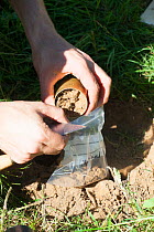 Soil scientists carrying out soil analysis. Knepp Wildland Project, formerly intensive farmland now turned to conservation and sustainable farming. Horsham, West Sussex. England, UK. June