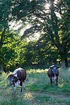 Longhorn cattle in woodland glade, part of rewilding experiment on former farm. Knepp Wildland Project, formerly intensive farmland now turned to conservation and sustainable farming. Horsham, West Su...