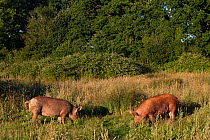 Tamworth pigs grazing meadow in area converted from wheat to sustainable meat production and conservation. Knepp Wildland Project, formerly intensive farmland now turned to conservation and sustainabl...