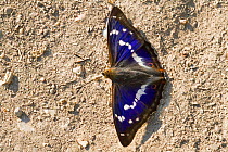 Purple emperor butterfly (Apatura iris) male puddling. Knepp Wildland Project, formerly intensive farmland now turned to conservation and sustainable farming. Horsham, West Sussex. England, UK. June