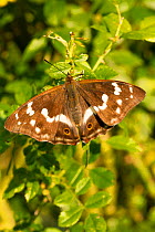 Purple emperor butterfly (Apatura iris) female on rose bush. Knepp Wildland Project, formerly intensive farmland now turned to conservation and sustainable farming. Horsham, West Sussex. England, UK....