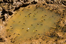 Long legged flies (Dolichopodidae) on puddle in foot print of Long Horn cattle. Knepp Wildland Project, formerly intensive farmland now turned to conservation and sustainable farming. Horsham, West Su...