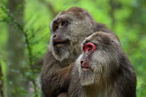 Tibetan macaque (Macaca thibetana) male grooming female, Tangjiahe Nature Reserve, Sichuan Province; China